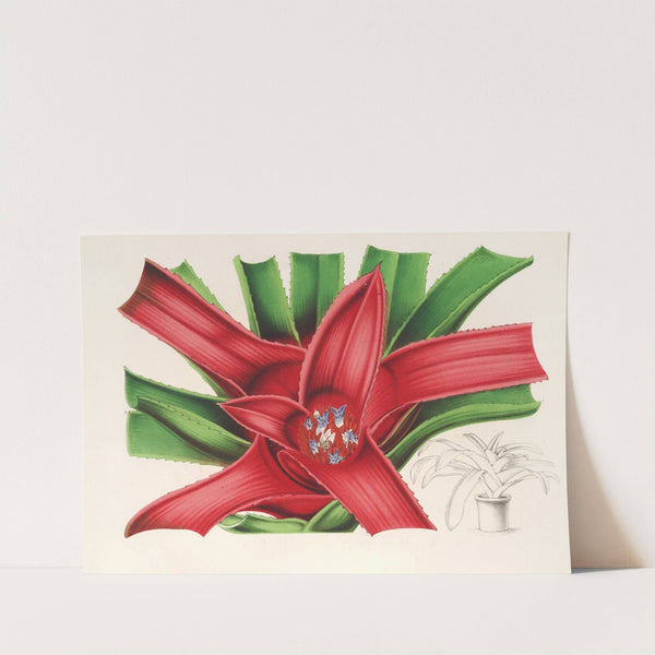 Nidularium Meyendorffii by Charles Antoine Lemaire