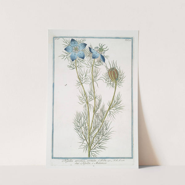 Nigella arvensis, cornuta - Nigella - Melanzio. (Wild fennel) by Giorgio Bonelli