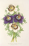 Nigella Hispanica (Variétés de la)