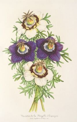 Nigella Hispanica (Variétés de la)