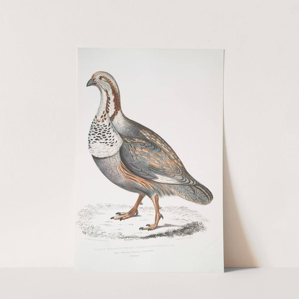 Nigell's Pheasant Grouse, Tetraogallus Nigellii. Adult. Hamalaya Mountains by John Edward Gray