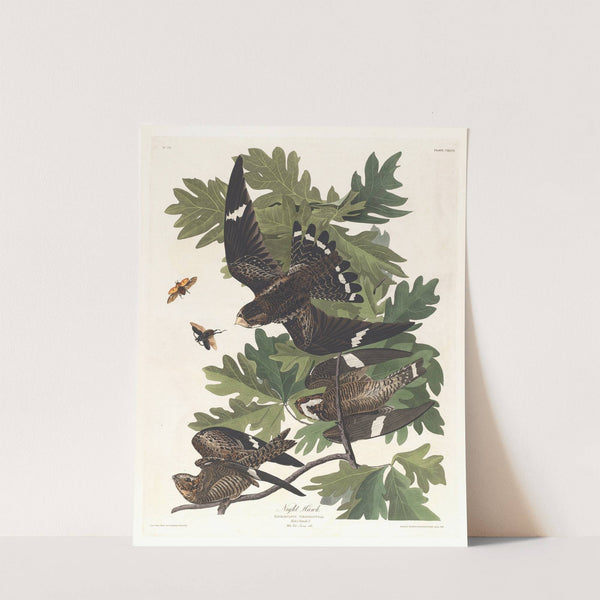 Night hawk by John James Audubon