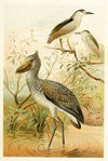 Night-Heron and Boatbill (1893-1896)