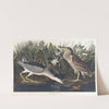 Night heron or qua bird by John James Audubon
