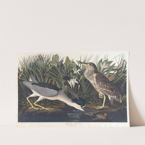 Night heron or qua bird by John James Audubon
