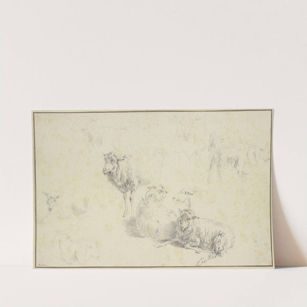 Nine sheep by Nicolaes Pietersz. Berchem