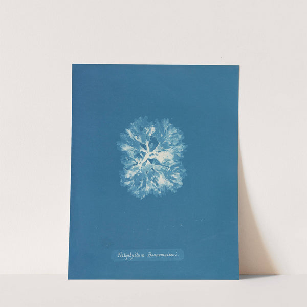 Nitophyllum Bonnemaisoni (1843-1853) by Anna Atkins