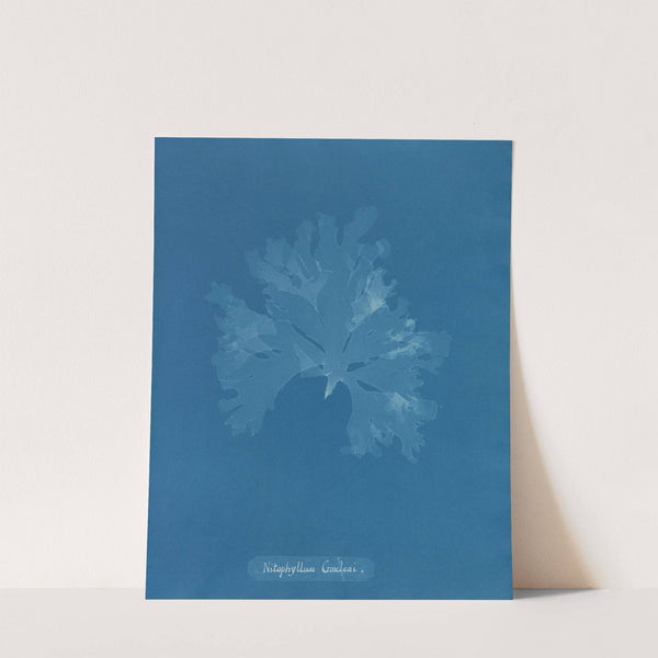 Nitophyllum Gmeleni (1843-1853) by Anna Atkins