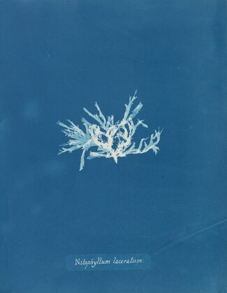 Nitophyllum laceratum