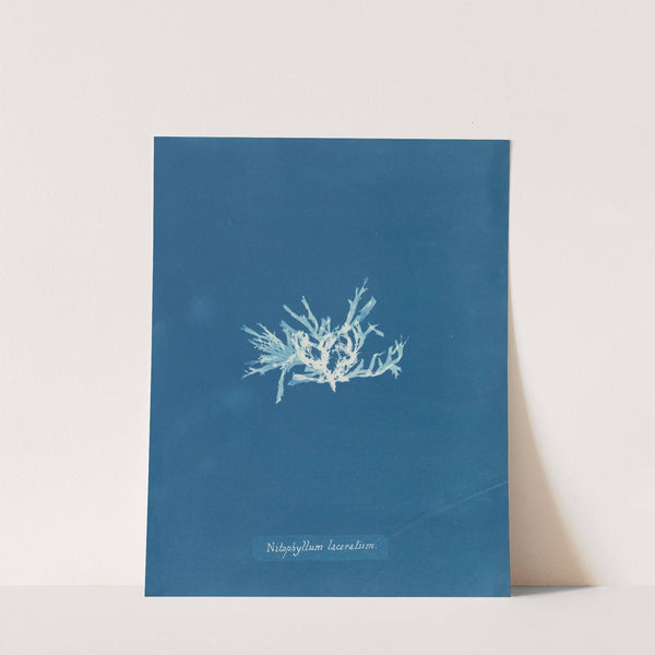 Nitophyllum laceratum (1843-1853) by Anna Atkins