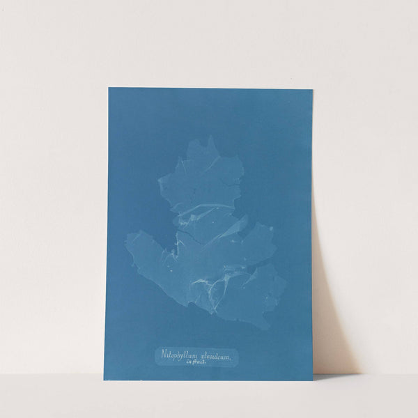 Nitophyllum ulvoideum in fruit by Anna Atkins