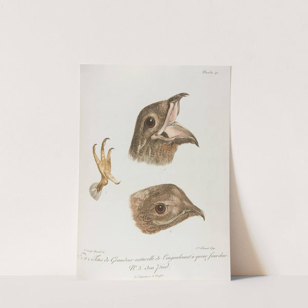 No. 1. et 2. Tetes de Grandeur naturelle de L’engoulevent … (18th century) by François Levaillant