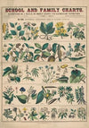 No. XXI. Botany
