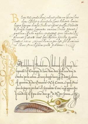 Noah’s Ark Shell and Sneezewort (1561–1596)