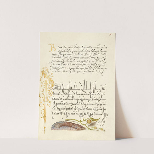 Noah’s Ark Shell and Sneezewort (1561–1596) by Joris Hoefnagel