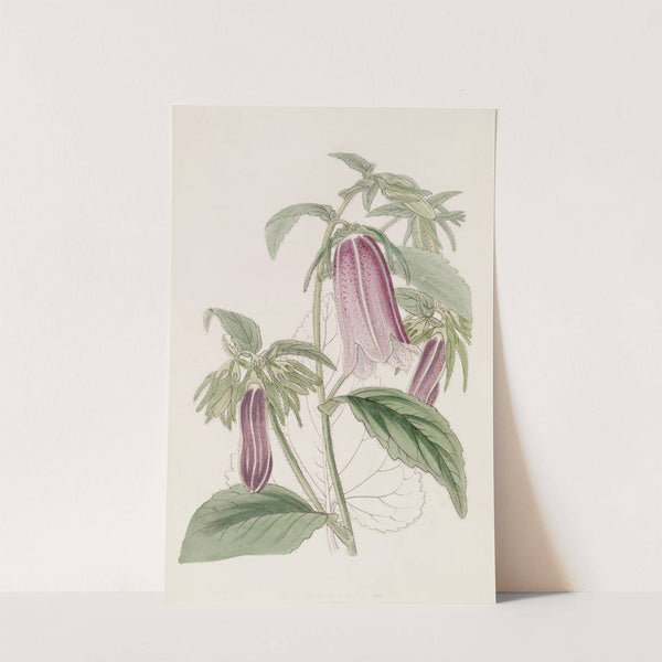 Noble Bell-flower by Sydenham Edwards