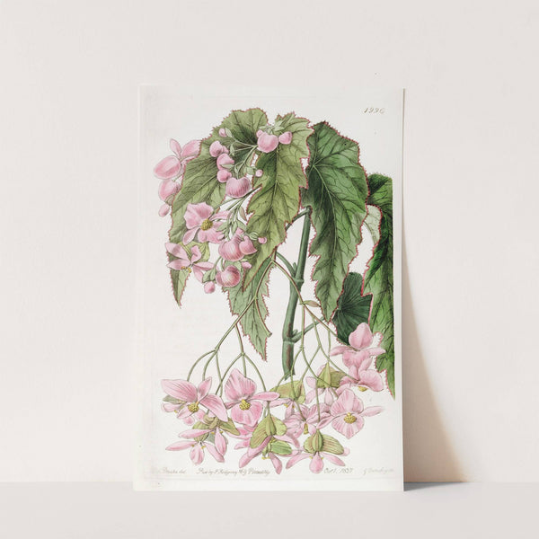 Noble-flowered Begonia by Sydenham Edwards