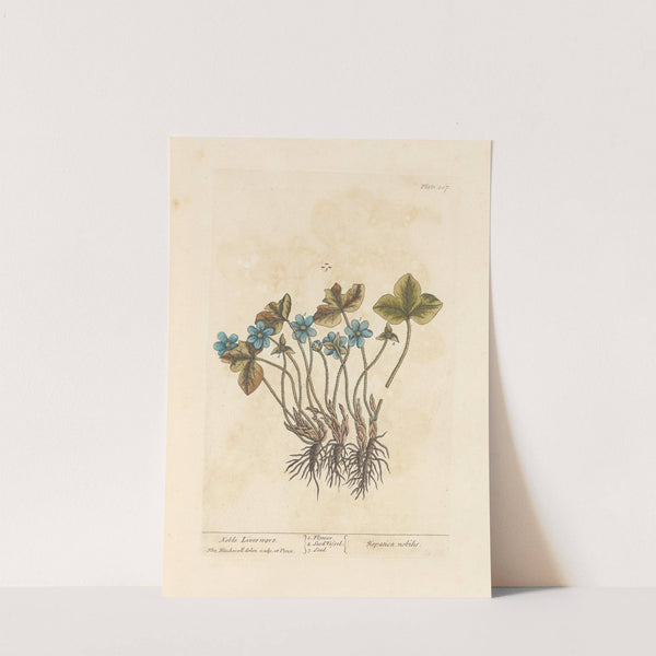 Noble liverwort by Elizabeth Blackwell