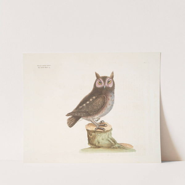 Noctua aurita minor, The little Owl. by Mark Catesby