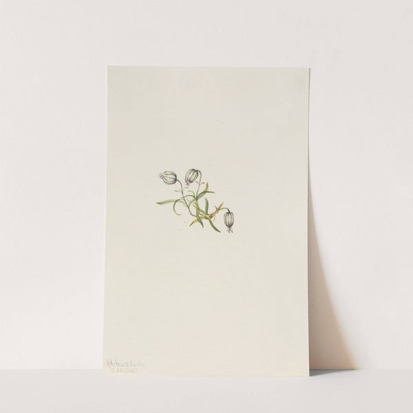 Nodding Campion (Lychnis apetala) (1905) by Mary Vaux Walcott