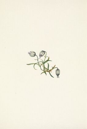White Dawnrose. Pachyloplus marginatus