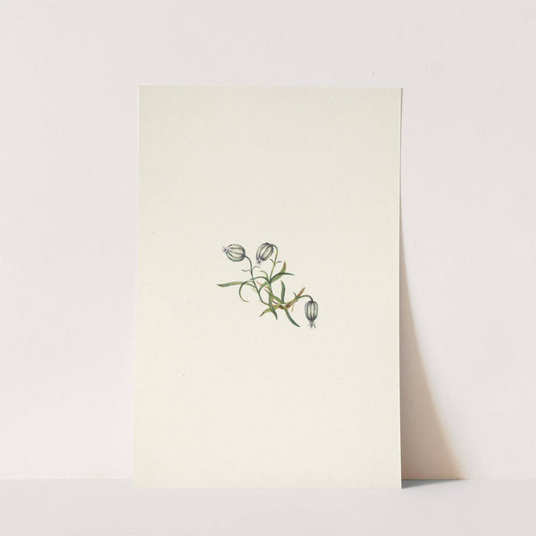 Nodding Campion. Lychnis apetala (1925) by Mary Vaux Walcott