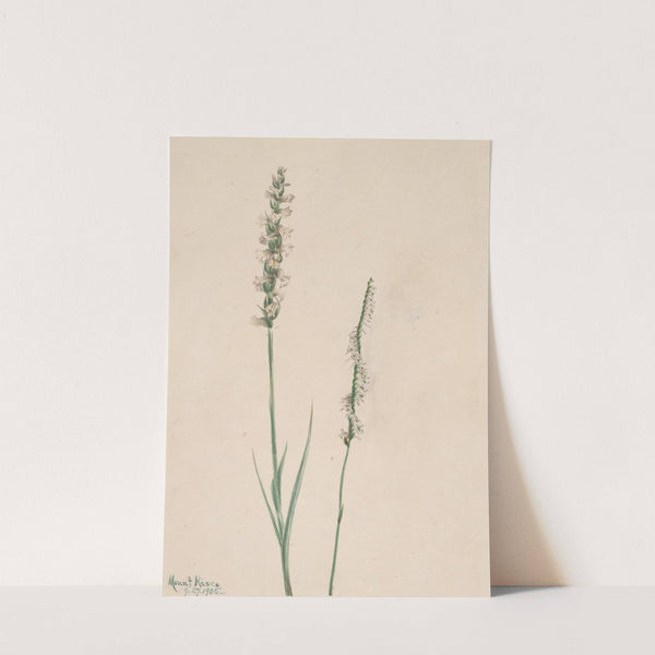 Nodding Ladies-Tresses (Ibidium cernum) (1905) by Mary Vaux Walcott
