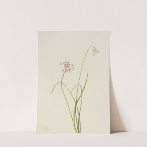 Nodding Onion (Allium cernuum) (1901) by Mary Vaux Walcott