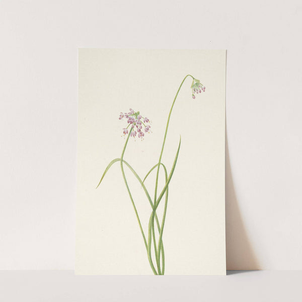Nodding Onion. Allium cernuum (1925) by Mary Vaux Walcott