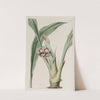 Nodding Tupistra by Sydenham Edwards