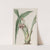 Nodding Tupistra by Sydenham Edwards