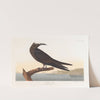 Noddy tern by John James Audubon