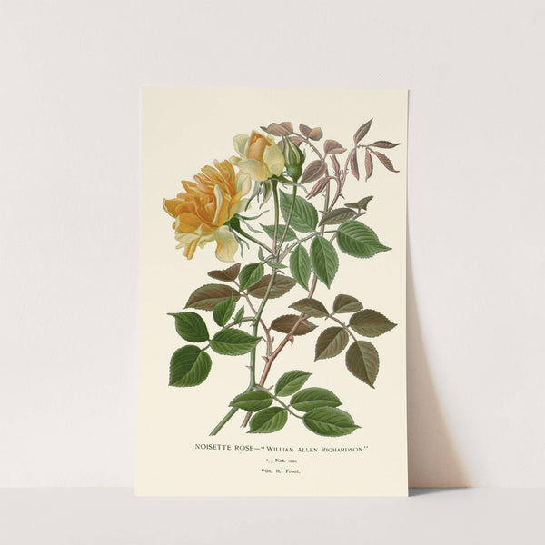 Noisette Rose (1896-1897) by Edward Step