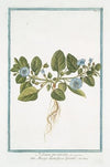 Nolana prostrata – an Atropa humifusa Govani- (Trailing Nolana)