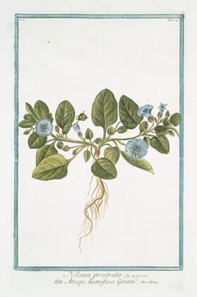 Nolana prostrata – an Atropa humifusa Govani- (Trailing Nolana)