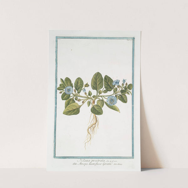 Nolana prostrata - an Atropa humifusa Govani- (Trailing Nolana) by Giorgio Bonelli