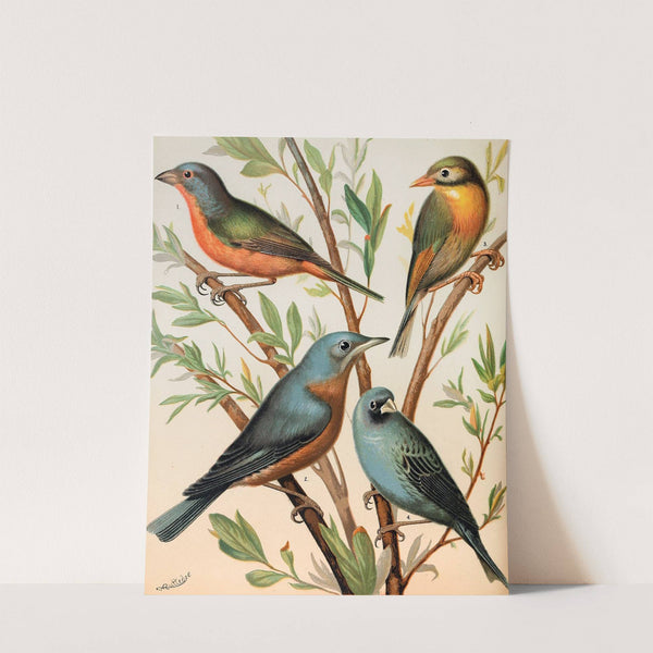 Nonpareil Finch, Pekin Nightingale, Common Blue Bird, Indigo Bird by W. A . Blakston