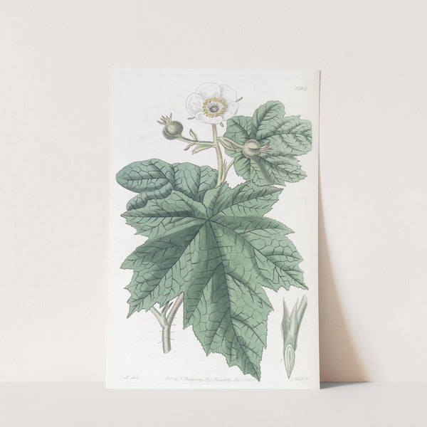 Nootka Raspberry by Sydenham Edwards