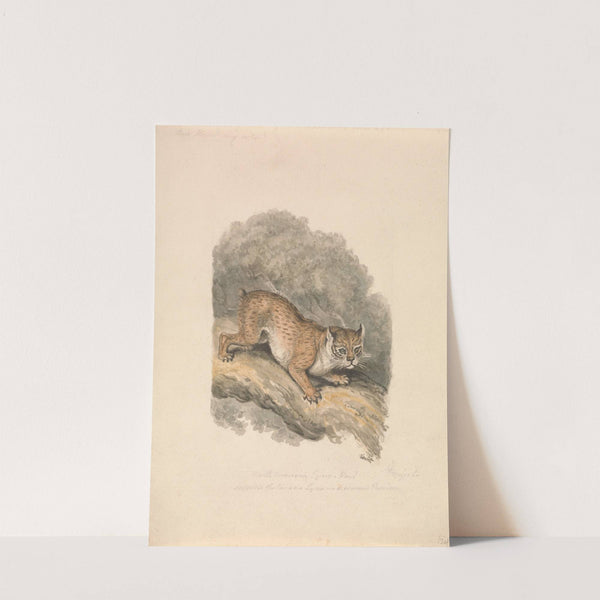 North American Lynx by Samuel Howitt