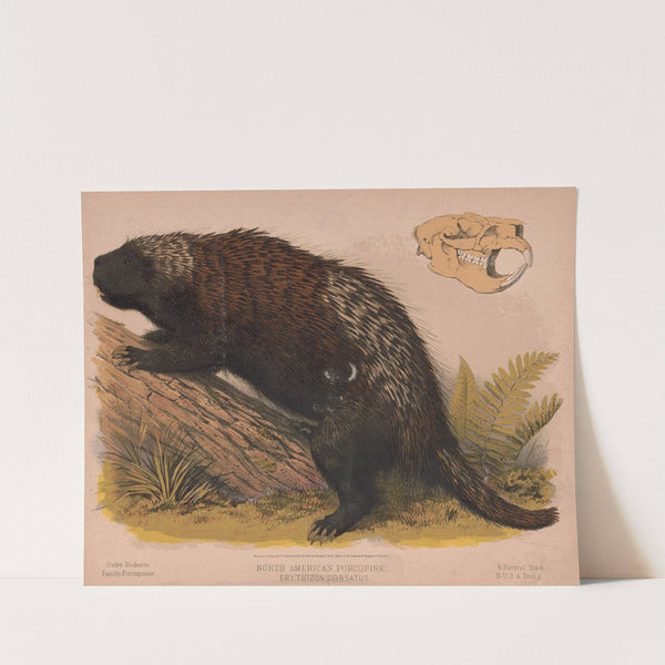 North American porcupine – Erethizon dorsatus (1874) by Louis Prang & Co.