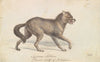 North American Prairie Wolf (1837)