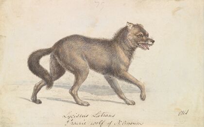 North American Prairie Wolf (1837)
