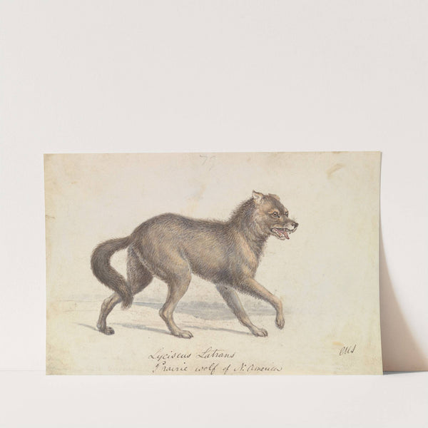 North American Prairie Wolf (1837) by Charles Hamilton Smith