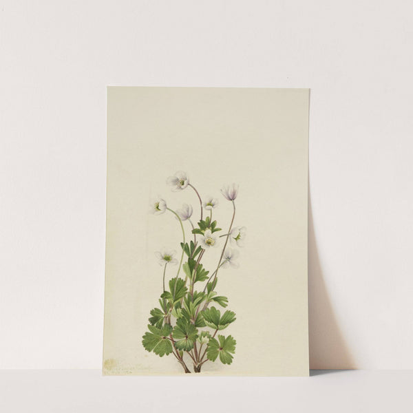 Northern Anemone (Anemone parviflora) (1924) by Mary Vaux Walcott