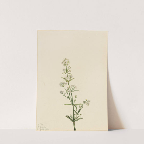 Northern Bedstraw (Galium boreale) (1922) by Mary Vaux Walcott