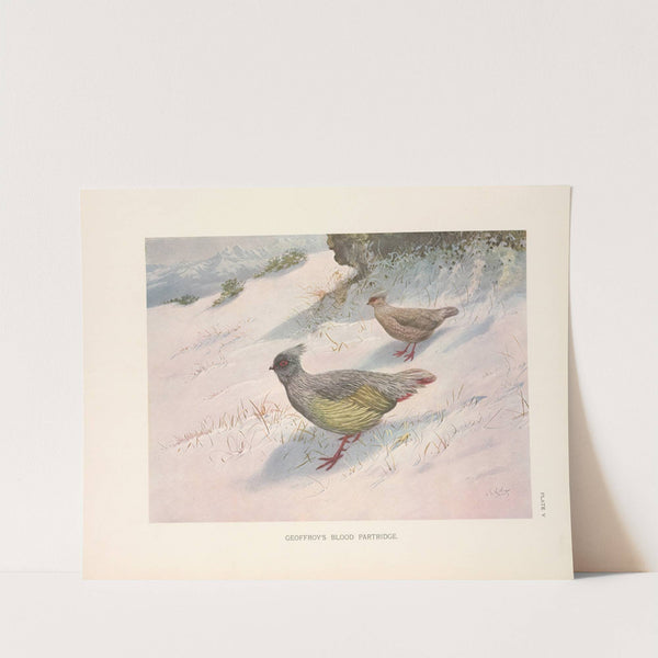 Northern Blood Partridge (Ithagenes sinensis). (1918-1922) by George Edward Lodge