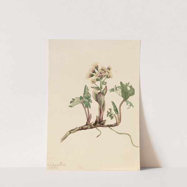 Northern Butterbur (Petasites hyperboreus) (1916) by Mary Vaux Walcott