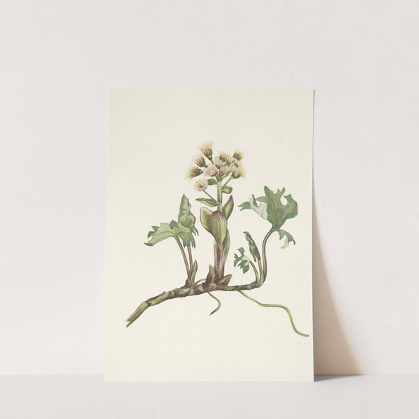 Northern Butterbur. Petasites hyperboreus (1925) by Mary Vaux Walcott