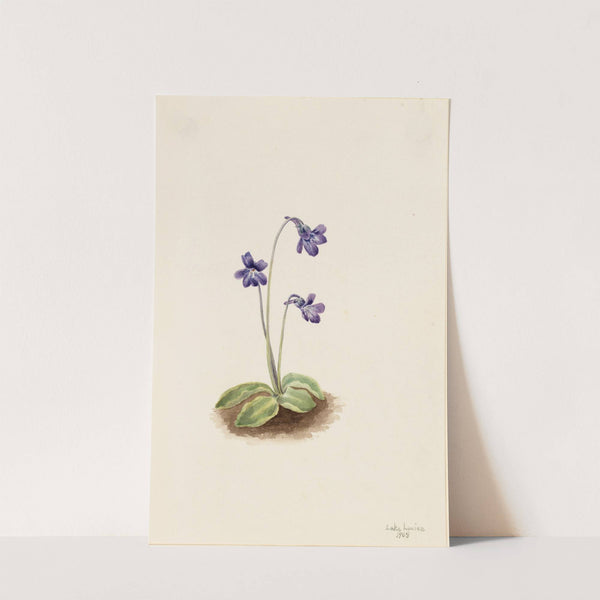 Northern Butterwort (Pinguicula vulgaris) (1903) by Mary Vaux Walcott