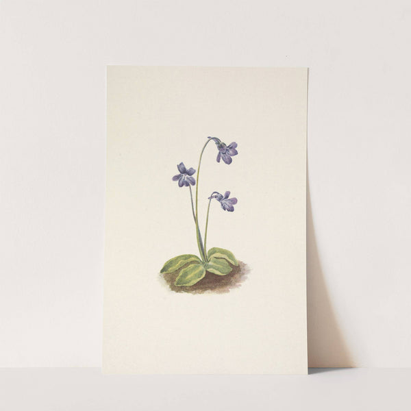 Northern Butterwort. Pinguicula vulgaris (1925) by Mary Vaux Walcott
